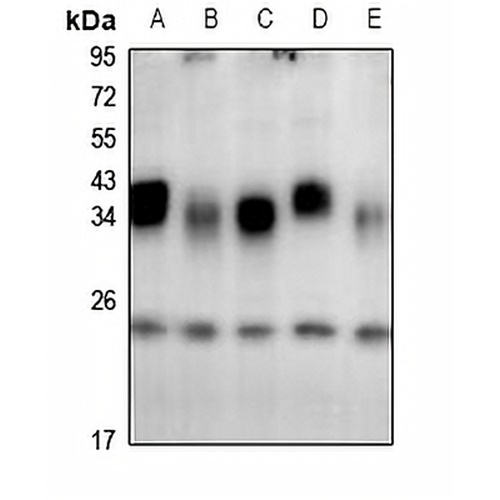 CSP Rabbit Polyclonal Antibody
