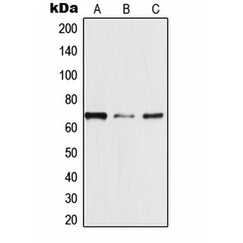 TRAF3IP3 Rabbit Polyclonal Antibody