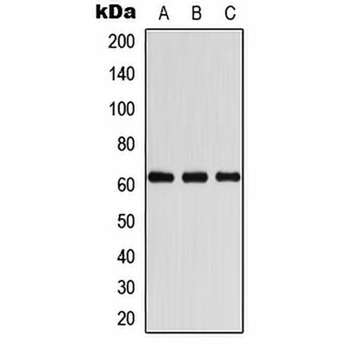 COASY Rabbit Polyclonal Antibody