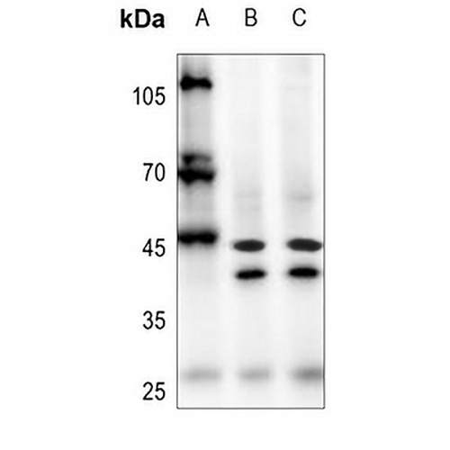 AARSD1 Rabbit Polyclonal Antibody