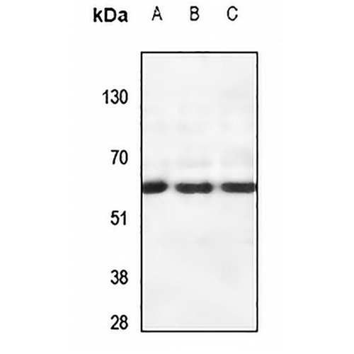 CSRNP2 Rabbit Polyclonal Antibody