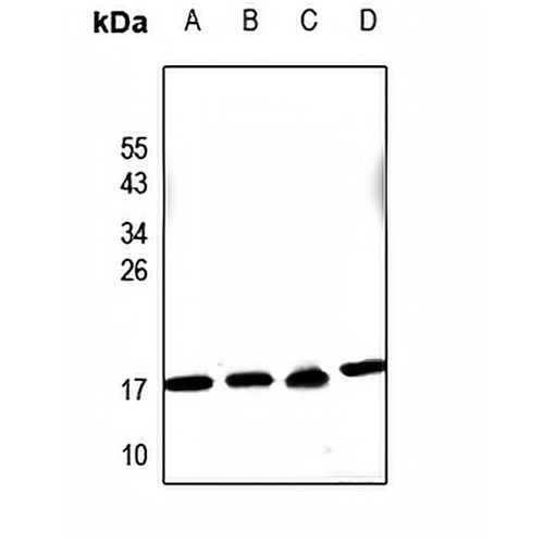 PDRG1 Rabbit Polyclonal Antibody