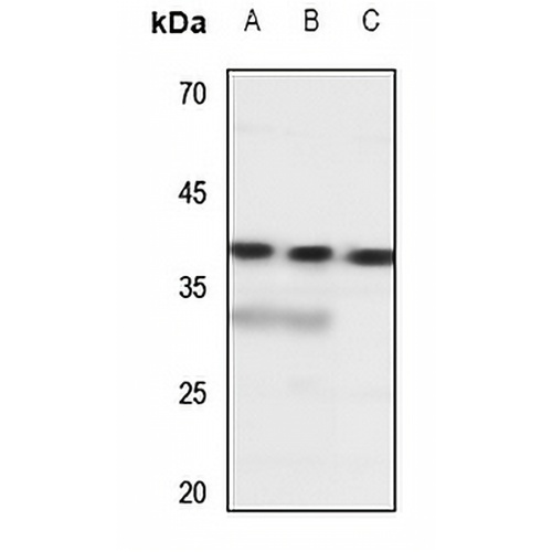 SLC10A7 Rabbit Polyclonal Antibody