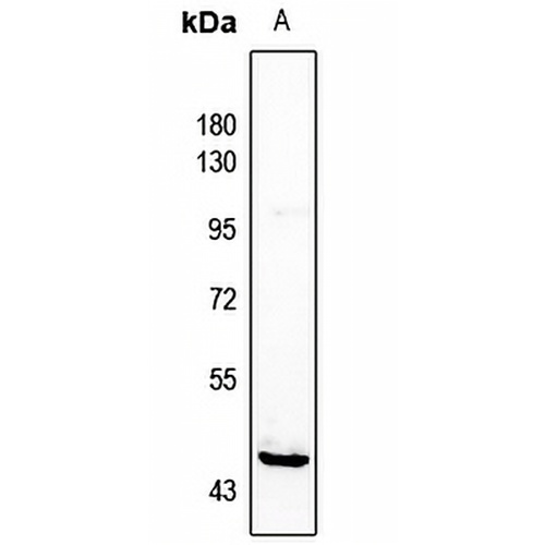 HORMAD1 Rabbit Polyclonal Antibody