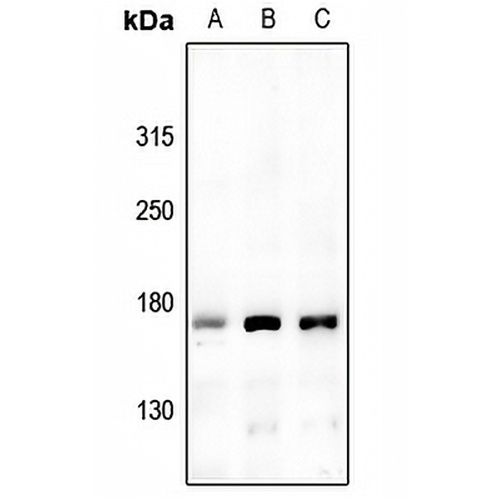 USP42 Rabbit Polyclonal Antibody