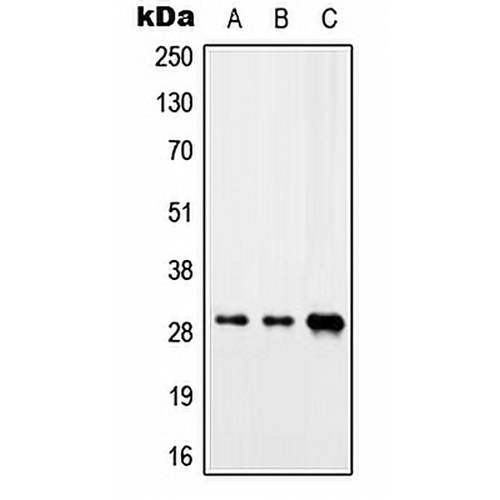 CIP29 Rabbit Polyclonal Antibody