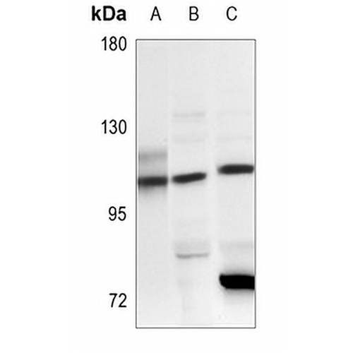 CARD6 Rabbit Polyclonal Antibody