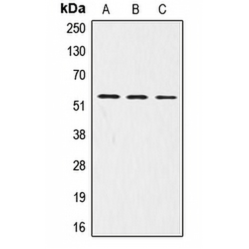 LRP11 Rabbit Polyclonal Antibody