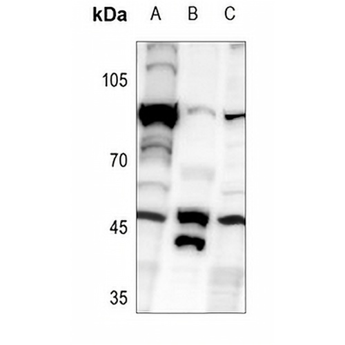 RELT Rabbit Polyclonal Antibody