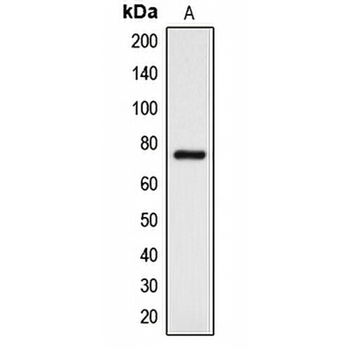 DCLK3 Rabbit Polyclonal Antibody