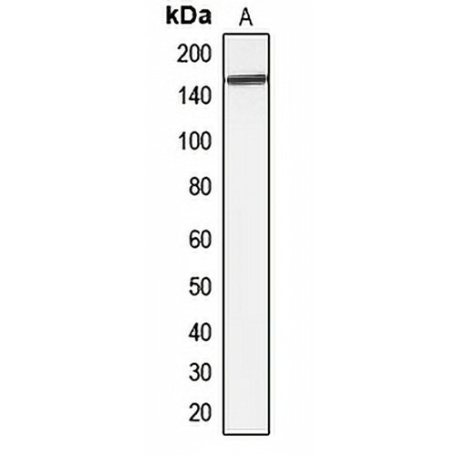 MRP7 Rabbit Polyclonal Antibody