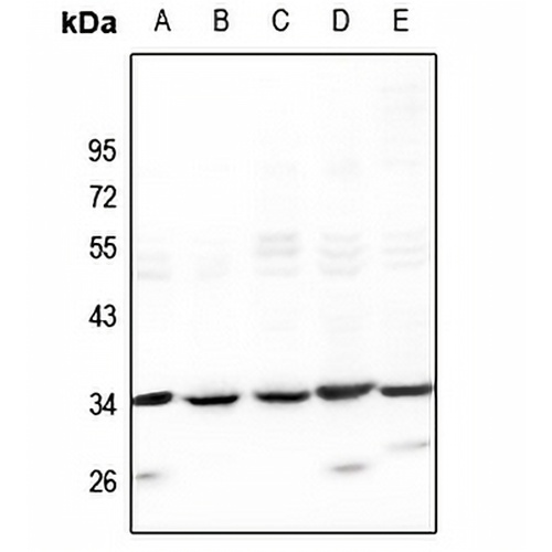 ODC Rabbit Polyclonal Antibody
