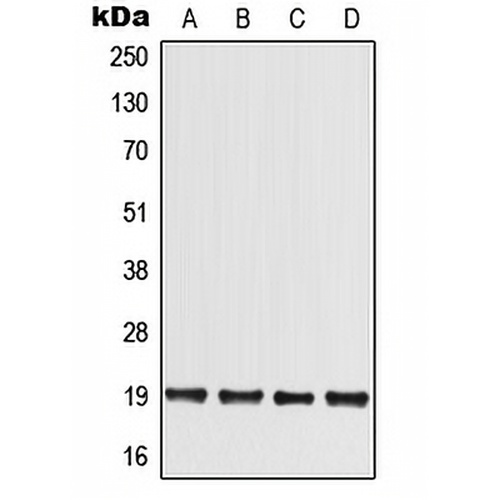 MED30 Rabbit Polyclonal Antibody