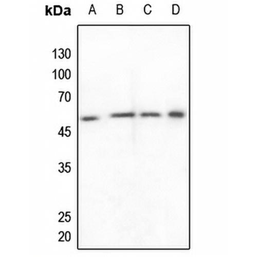 ZNF682 Rabbit Polyclonal Antibody