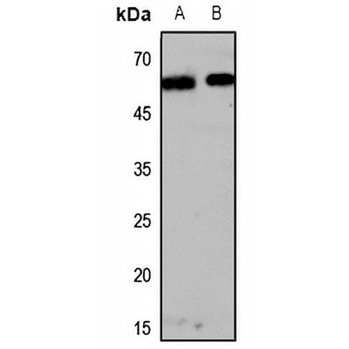 Melanopsin Rabbit Polyclonal Antibody