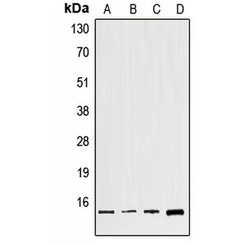 GNG8 Rabbit Polyclonal Antibody