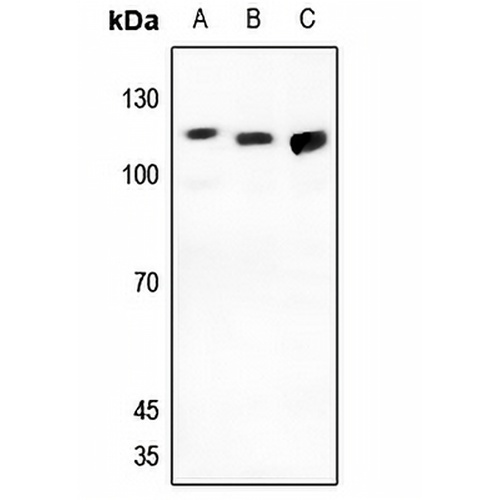 GPC5 Rabbit Polyclonal Antibody