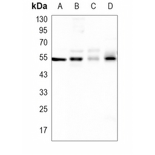 LRG Rabbit Polyclonal Antibody
