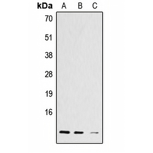 Histone H4 (Acetyl-K12) Rabbit Polyclonal Antibody