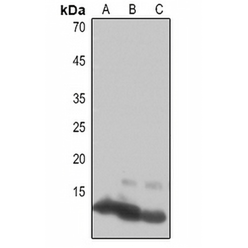 Histone H4 Rabbit Polyclonal Antibody