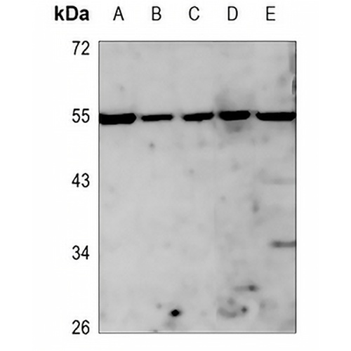 PLK5 Rabbit Polyclonal Antibody