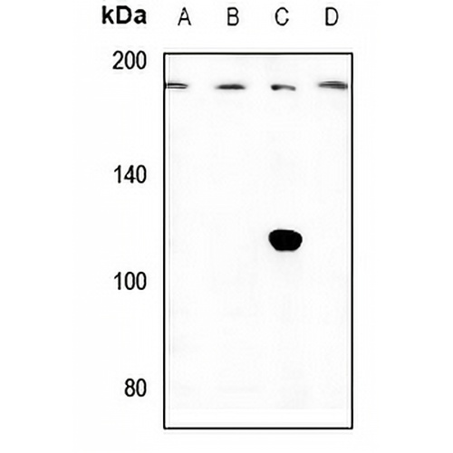 IQGAP3 Rabbit Polyclonal Antibody