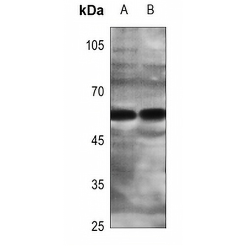 ZNF280A Rabbit Polyclonal Antibody