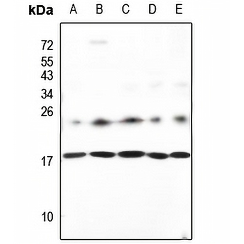 Neuromedin S Rabbit Polyclonal Antibody