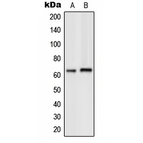 GPK7 Rabbit Polyclonal Antibody
