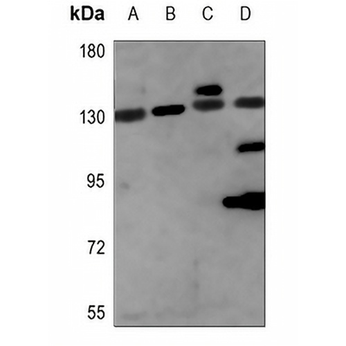 NCOA7 Rabbit Polyclonal Antibody