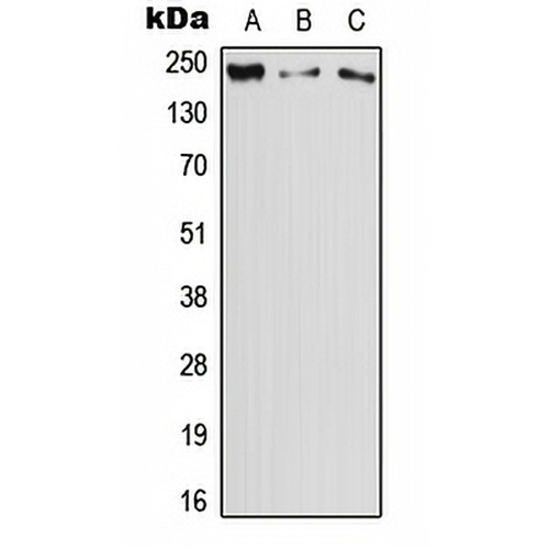 DOCK11 Rabbit Polyclonal Antibody
