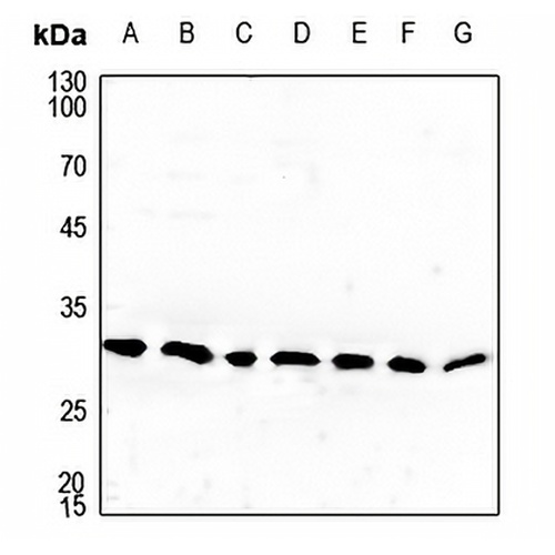 Cerebellin 4 Rabbit Polyclonal Antibody