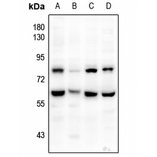 CD172a Rabbit Polyclonal Antibody