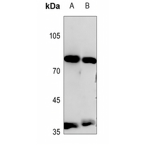 PIK3R6 Rabbit Polyclonal Antibody