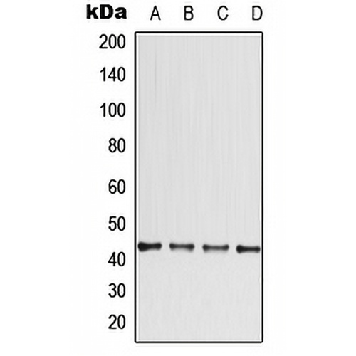 CCBE1 Rabbit Polyclonal Antibody