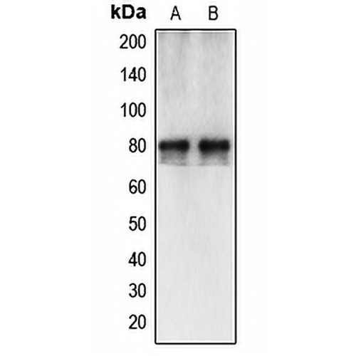 Calpain 12 Rabbit Polyclonal Antibody