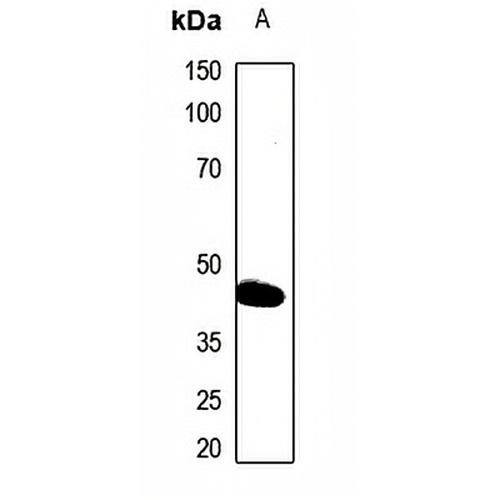 PAI3 Rabbit Polyclonal Antibody