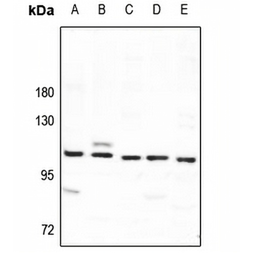 SYNE3 Rabbit Polyclonal Antibody