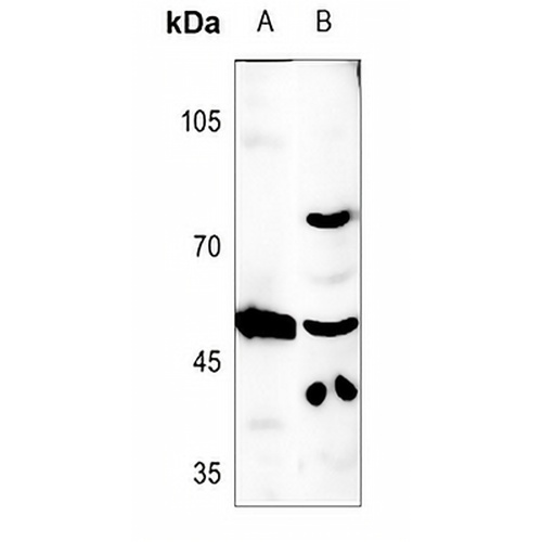 CLEC14A Rabbit Polyclonal Antibody