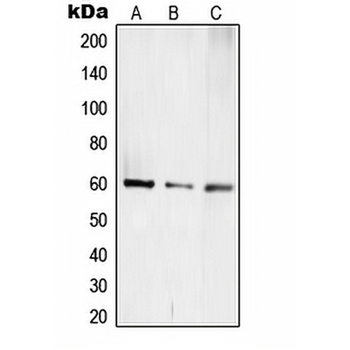TCEB3C Rabbit Polyclonal Antibody