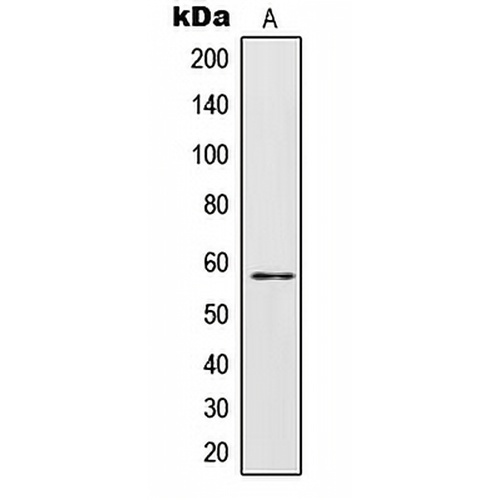 IL-28RA Rabbit Polyclonal Antibody