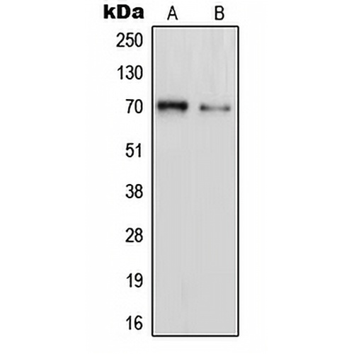 PAOX Rabbit Polyclonal Antibody