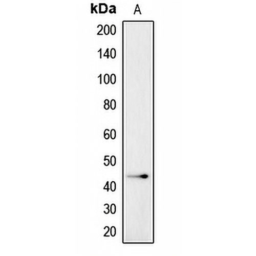 CADM4 Rabbit Polyclonal Antibody