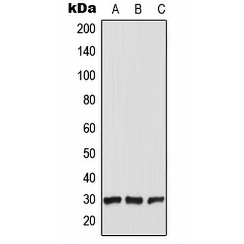 CT47 Rabbit Polyclonal Antibody