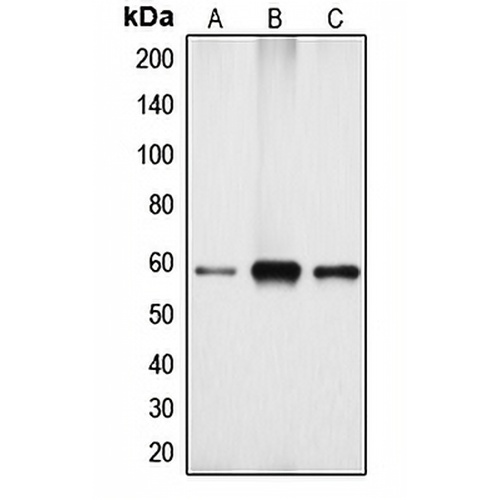 Cytochrome P450 4X1 Rabbit Polyclonal Antibody