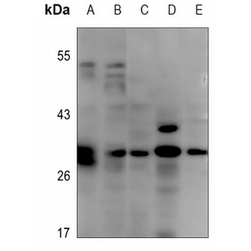 EOS Rabbit Polyclonal Antibody