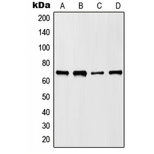 HKR1 Rabbit Polyclonal Antibody