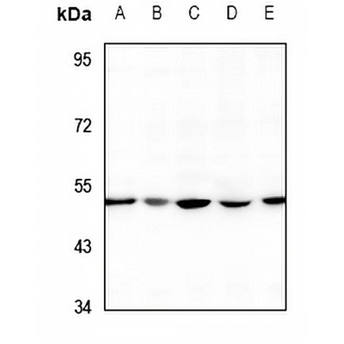 RIMKLA Rabbit Polyclonal Antibody