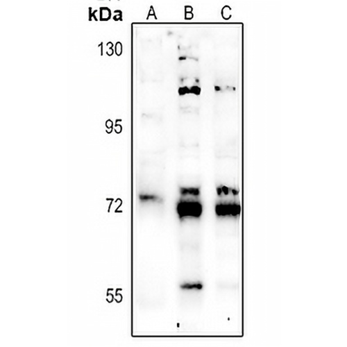 NHE9 Rabbit Polyclonal Antibody