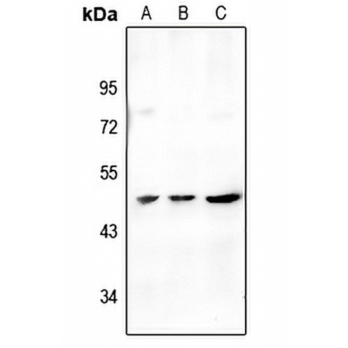 STAC2 Rabbit Polyclonal Antibody